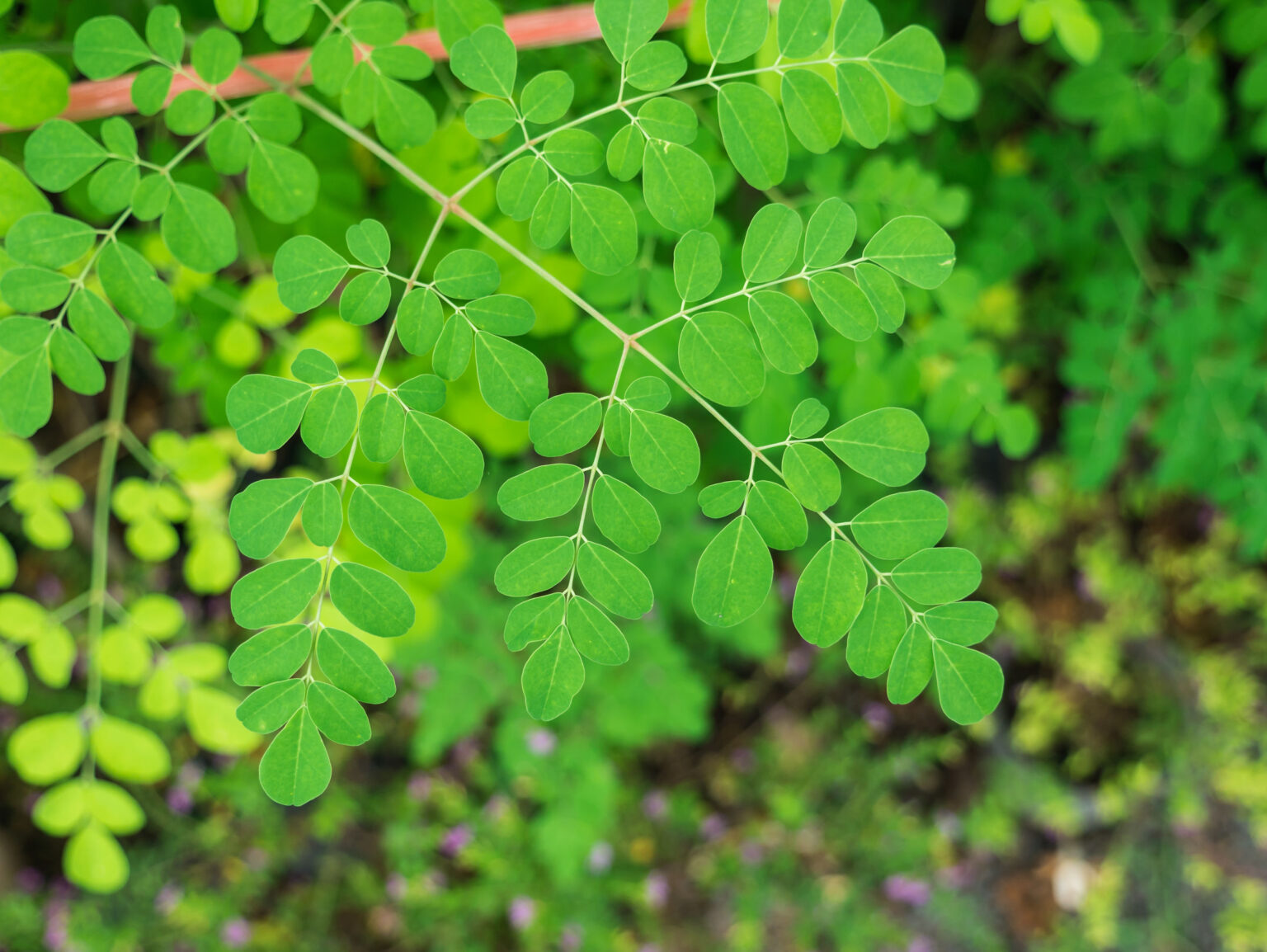 Moringa Archives - Materia Organica