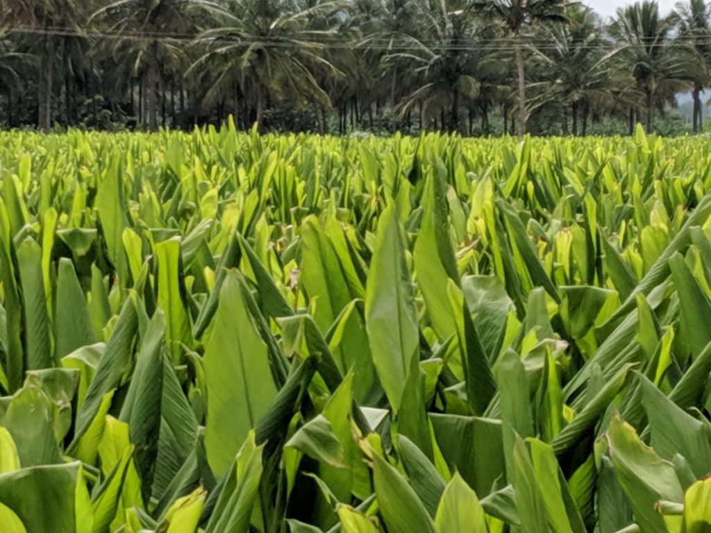 Image 04 Turmeric Field